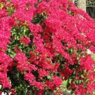 Bougainvillea - 'Barbara Karst' - BEST RED COLOR FLOWERS