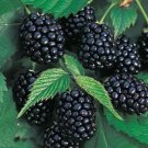 Blackberry - 'Ouachita' thornless - Rubus ouachita