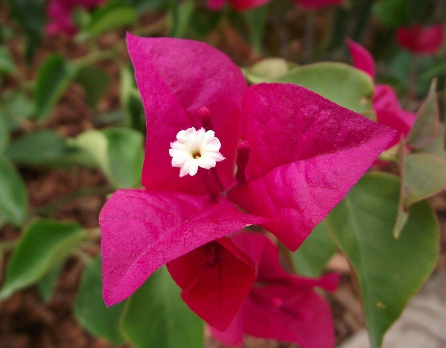 Bougainvillea - 'La Jolla'