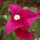 Bougainvillea - 'La Jolla'