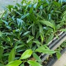 Philodendron Narrow - 'Jungle Boogie' or 'Tigers Tooth'