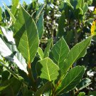 Laurus nobilis - 'Bay Leaf Tree' - Bay Laurel or Sweet Bay - Live Plant