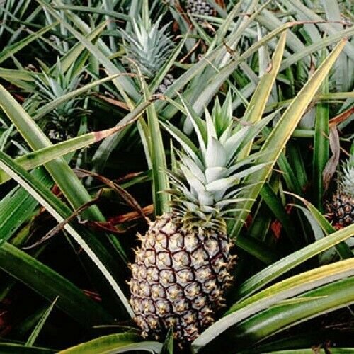Pineapple Plant 'Kona Sugarloaf' Live plant edible fruit Ananas comosus
