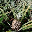 Pineapple Plant - 'Kona Sugarloaf' - Live plant edible fruit Ananas comosus