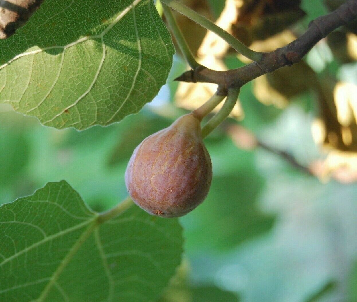 Fig - 'Brown Turkey' - Fruiting Fig Tree