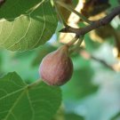 Fig - 'Brown Turkey' - Fruiting Fig Tree
