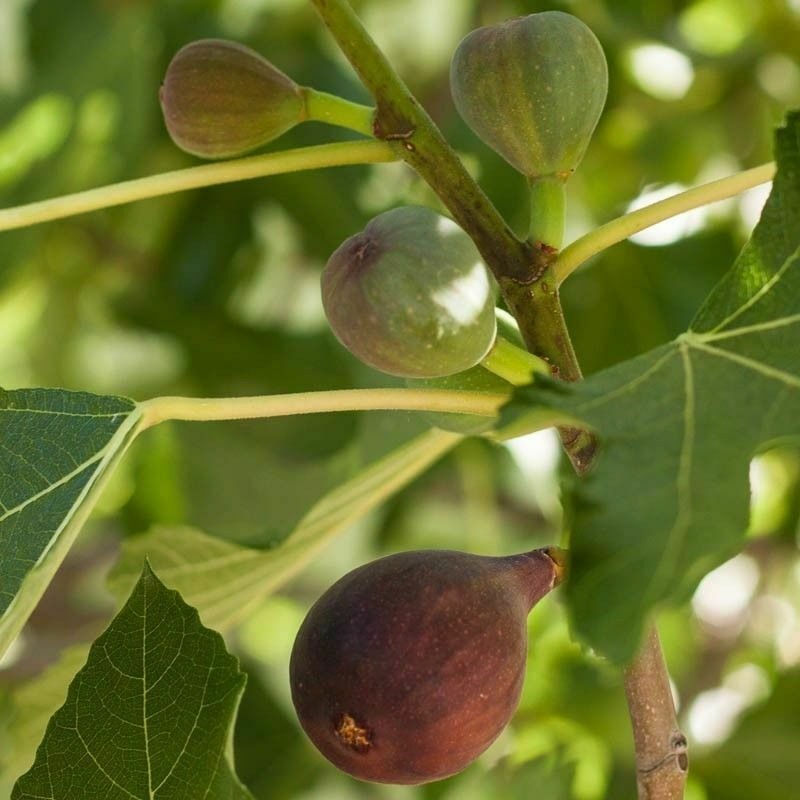 Fig - 'Black Mission' - Fruiting Fig Tree