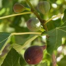 Fig - 'Black Mission' - Fruiting Fig Tree