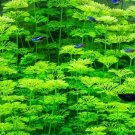 LIMNOPHILA S - Live Tropical Aquarium Fish Tank Aquatic Plants For Sale - Freshwater Plants