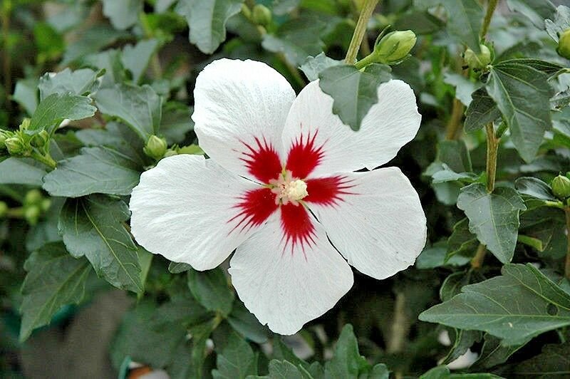 30 LIL KIM ROSE OF SHARON SEEDS - Hibiscus syriacus