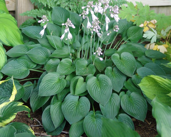 "HOSTA SERENDIPITY - 20 SEEDS "