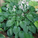 "HOSTA SERENDIPITY - 20 SEEDS "