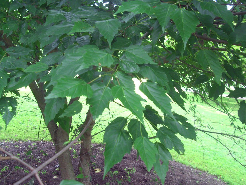 "20 SPIKE LEAVED MAPLE SEEDS - ACER TETRAMERUM "