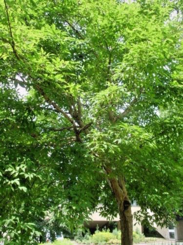 20 THREE FLOWER MAPLE SEEDS - ACER TRIFLORUM