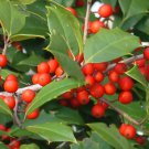 20 Menantico X Ed Thomas hybrid holly seeds - Ilex opaca