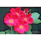 40 BEACH ROSE SEEDS - Rosa rugosa