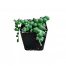 2" String of Pearls Senecio rowleyanus Succulent Plant