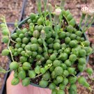4" String of Pearls Senecio rowleyanus Succulent Plant