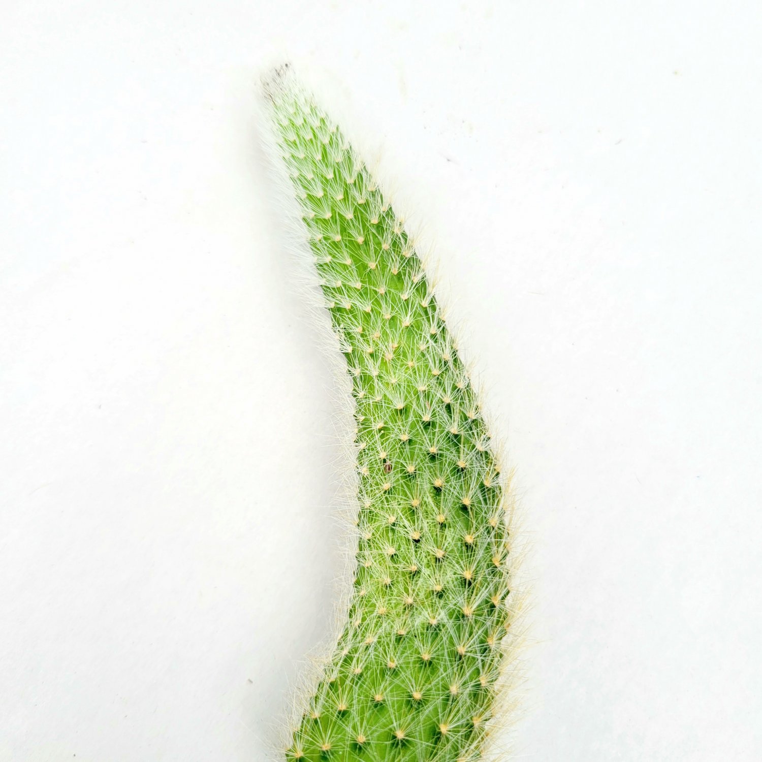 4" Monkey Tail Cactus Hildewintera colademononis
