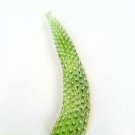 4" Monkey Tail Cactus Hildewintera colademononis