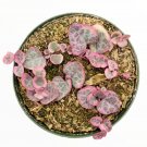 4" Ceropegia woodii Variegated String of Hearts Succulent Plant #C