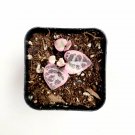 2" Ceropegia woodii Variegated String of Hearts Succulent Plant #A