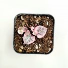 2" Ceropegia woodii Variegated String of Hearts Succulent Plant #C