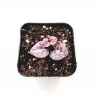 2" Ceropegia woodii Variegated String of Hearts Succulent Plant #E