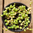 4" Variegated String of Pearls Senecio rollqwleyanus Succulent Plant #B