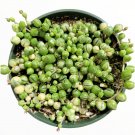 4" Variegated String of Pearls Senecio rollqwleyanus Succulent Plant #A