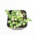 2" Variegated String of Pearls Senecio rollqwleyanus Succulent Plant