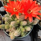 4" Echinopsis chamaecereus Peanut Cactus