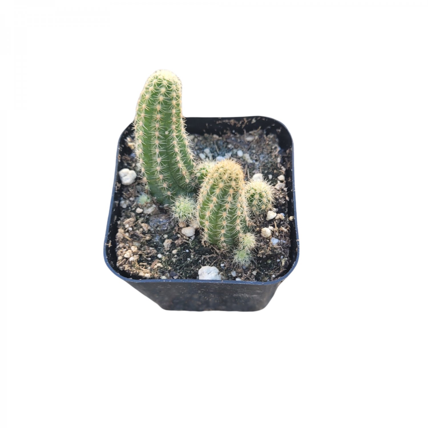 2" Echinopsis chamaecereus Peanut Cactus