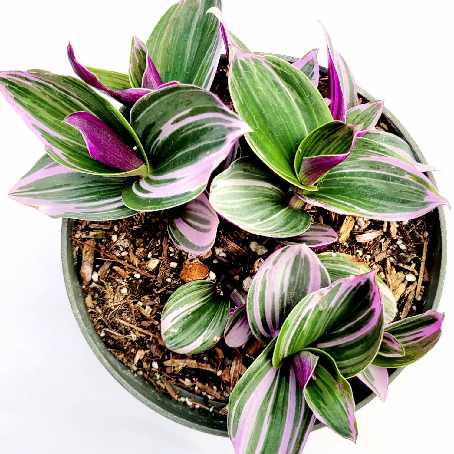 6" Tradescantia 'Nanouk' Pink Wandering Dude Houseplant