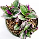 6" Tradescantia 'Nanouk' Pink Wandering Dude Houseplant