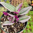 4" Tradescantia 'Nanouk' Pink Wandering Dude Houseplant #A