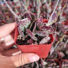 2" Adromischus trigynus 'Calico Hearts' Succulent Plant