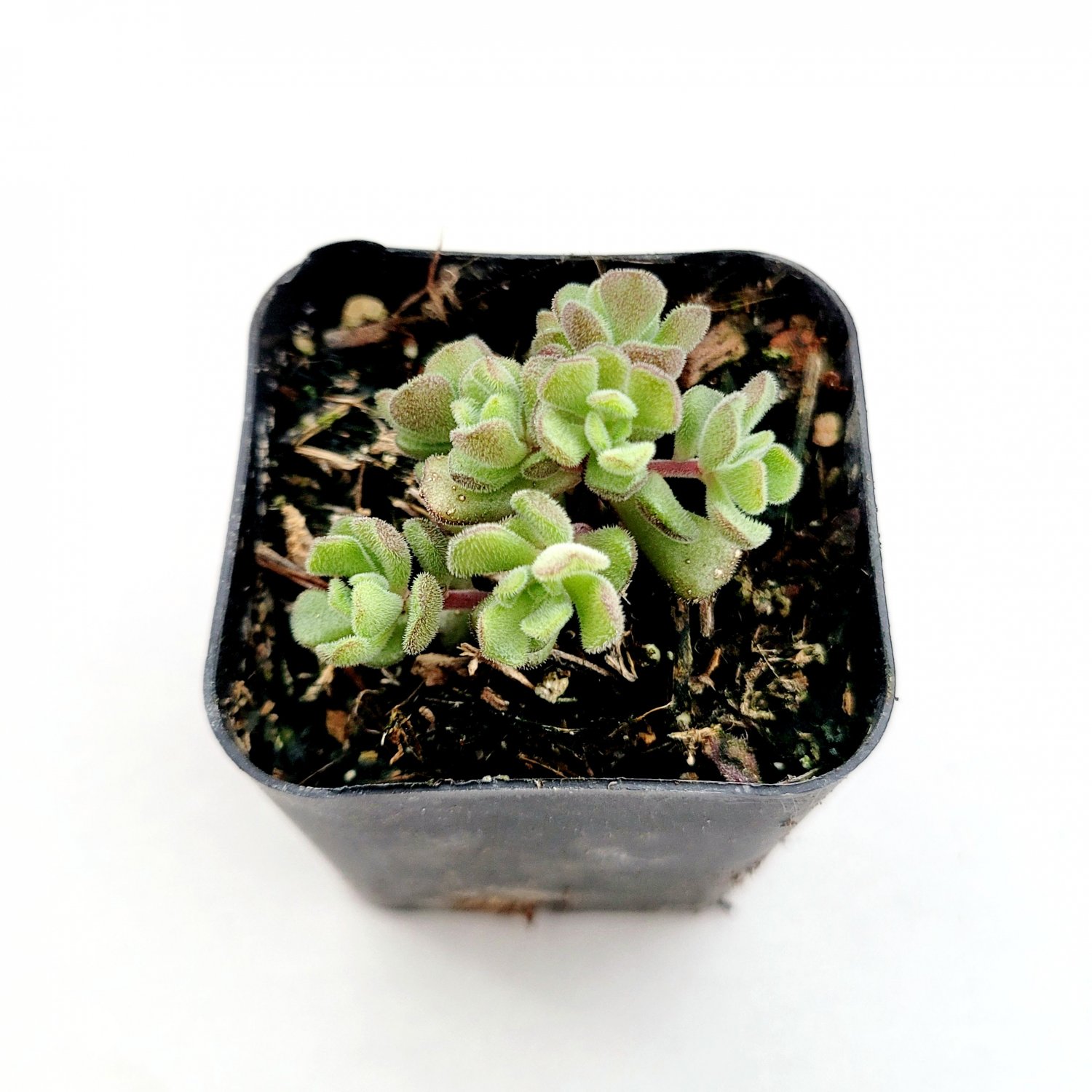 2" Sedum versadense Succulent Plant