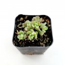 2" Sedum versadense Succulent Plant