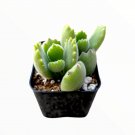 2" Cotyledon tomentosa Bear's Paw Succulent Plant