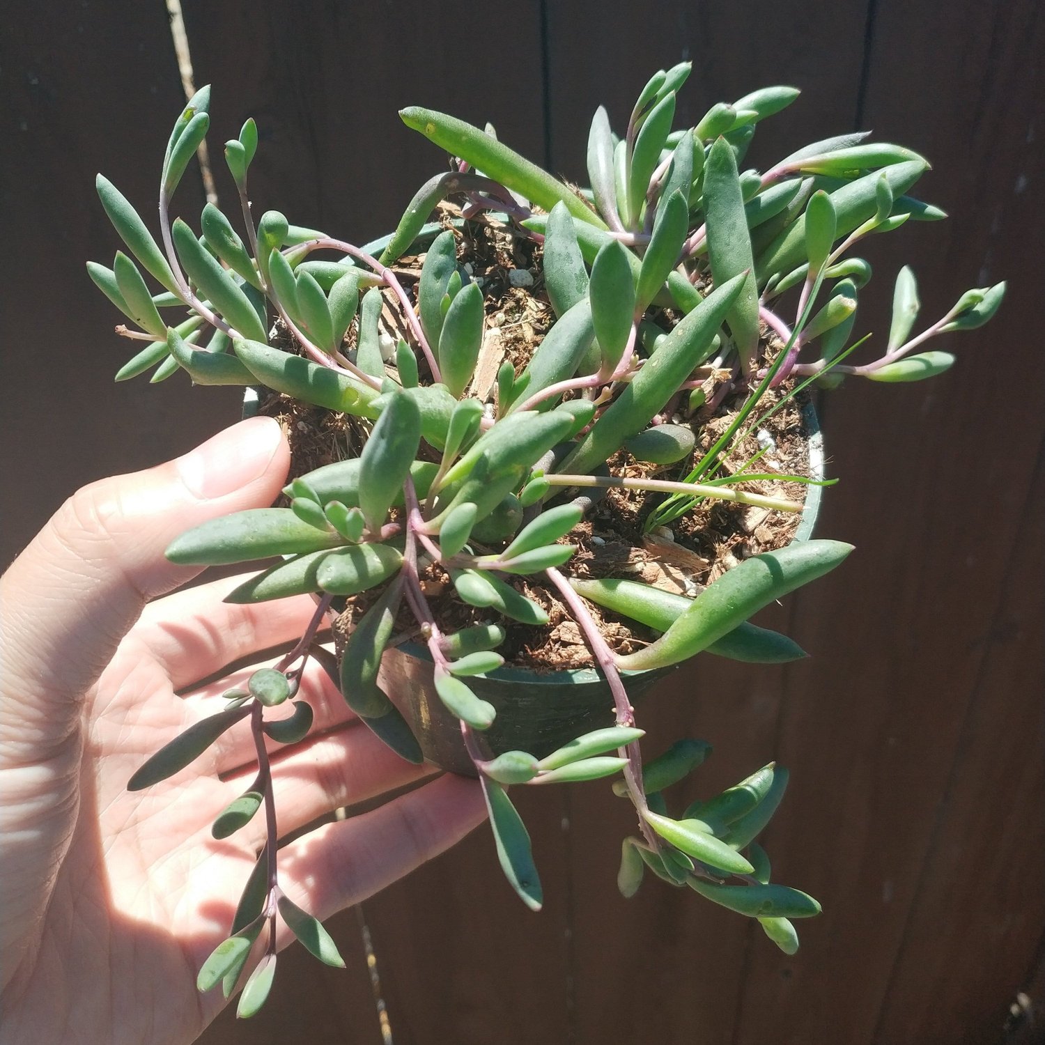 4" Othonna capensis 'Ruby Necklace' Succulent Plant