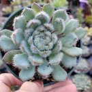 4" Echeveria setosa 'Mexican Firecracker' Succulent Plant