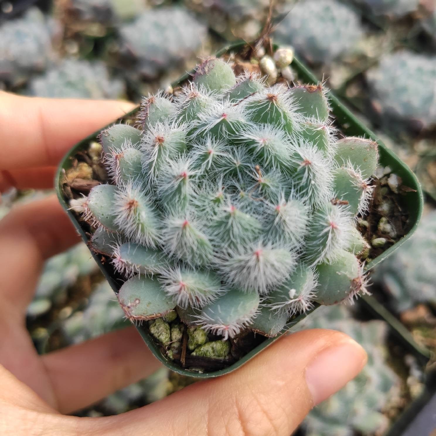 2" Echeveria setosa 'Mexican Firecracker' Succulent Plant
