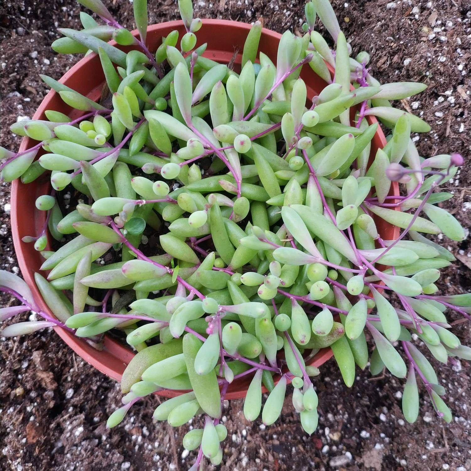 6" Othonna capensis 'Ruby Necklace' Succulent Plant