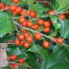 "20 MANIG AMERICAN HOLLY SEEDS - ILEX OPACA "
