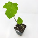 GE Neri (Italian) Fig - Ficus carica - Live Plant