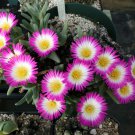 RARE ANTIMIMA VENTRICOSA living stones rock mesembs succulent aloe seed 15 SEEDS