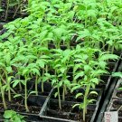 Lot of 3 RARE OLD GERMAN TOMATO LIVE PLANTS 6 to 10 inches 60+ days old