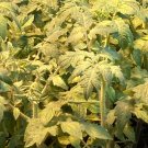Lot of 3 MORTGAGE LIFTER TOMATO LIVE PLANTS 6 to 10 inches 60+ days old