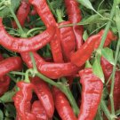 LOT OF 3 JIMMY NARDELLO ITALIAN SWEET 75 Day+ Old Pepper LIVE PLANTS